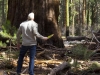 facing-tree.jpg