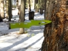 sugar-pine-md.jpg